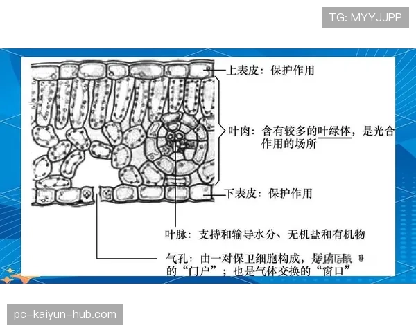 深入解析空中对抗判罚的规则机制与尺度
